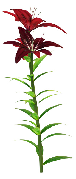 3d rendering midnight mystery asiatic lily