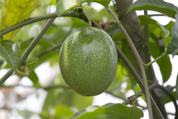 a passion fruit on tree