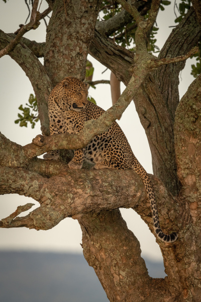 male leopard sits in branches looking