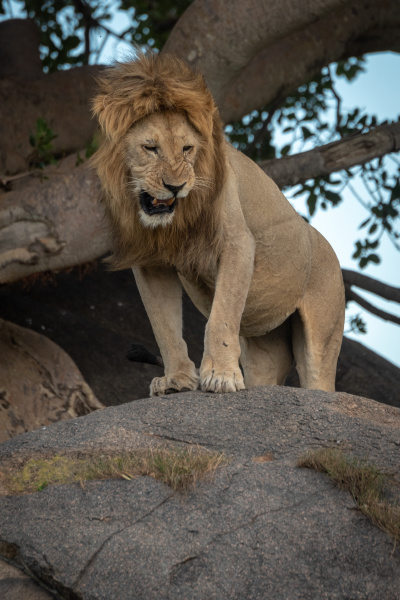 male lion growls from top of