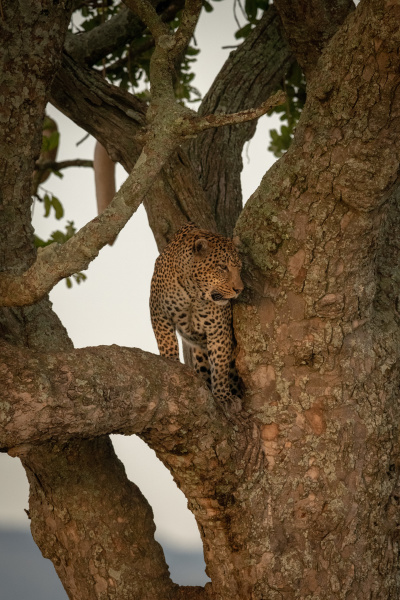 male leopard stands on branch of