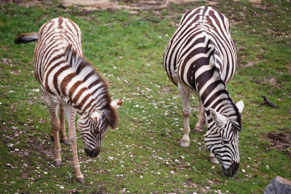burchells zebra mare and young foal