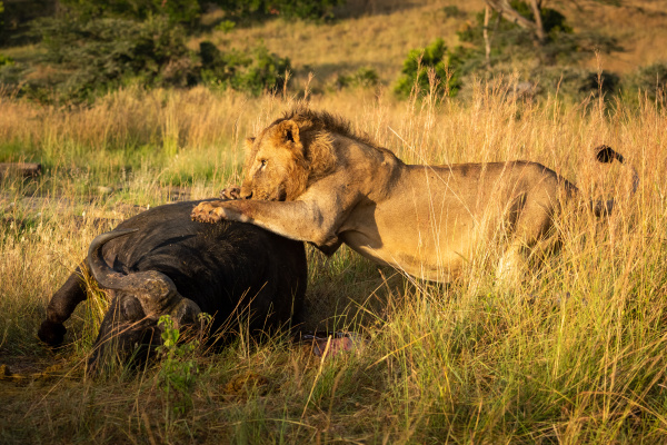 male lion rolls over carcase of