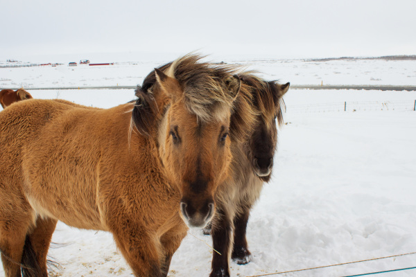 icelandic pony in snow close