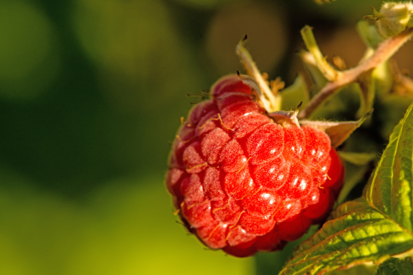 raspberry macro of a ripe