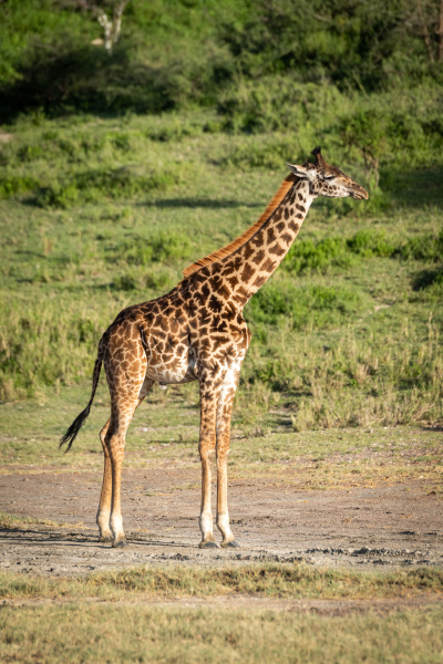masai giraffe stands by trees in