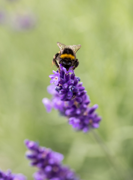 the flourishing lavender in