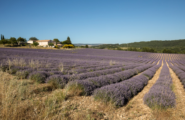 lavender field in provence near