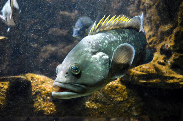 beautiful predatory fish in the aquarium
