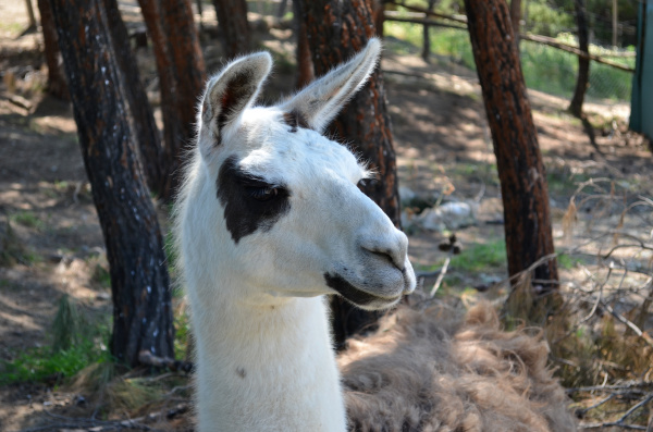 lovely white lama with black eyes