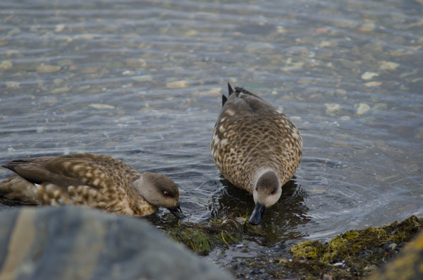 patagonian crested ducks in the coast