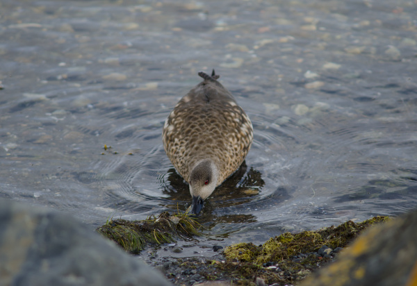 patagonian crested duck in the coast