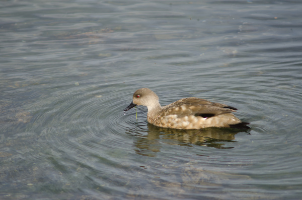 patagonian, crested, duck, in, the, coast - 28253652