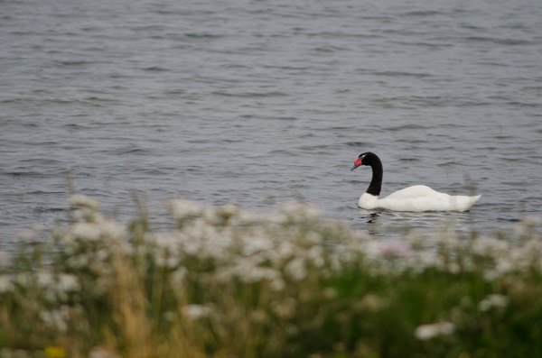 black necked swan cygnus melancoryphus on