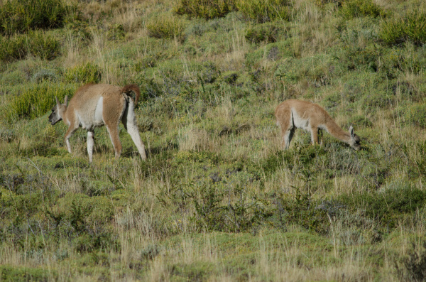 female and cub of guanaco lama