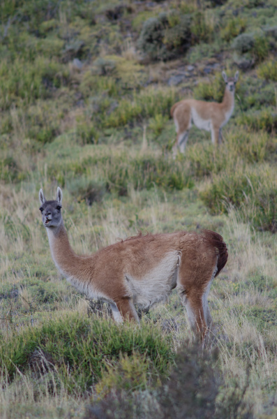 female and cub of guanaco lama