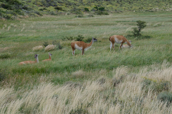 females guanacos lama guanicoe with theirs