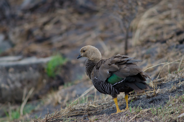 upland goose in the torres del