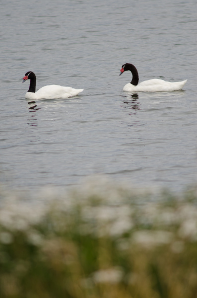 black, necked, swans, cygnus, melancoryphus, on - 28256599