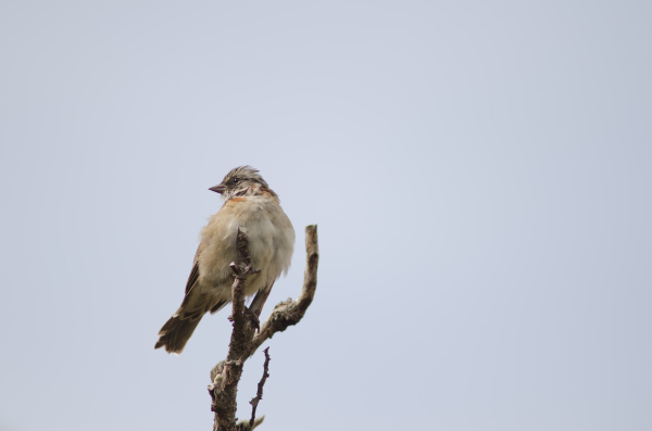 rufous, collared, sparrow, perched, on, a - 28256865