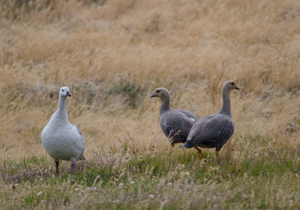 upland, geese, chloephaga, picta, in, a - 28256677