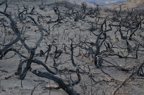 burned bushes in the forest fire
