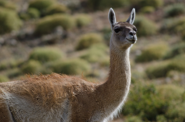 guanaco in torres del paine national