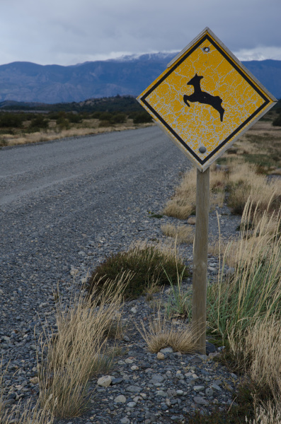south andean deer hippocamelus bisulcus crossing
