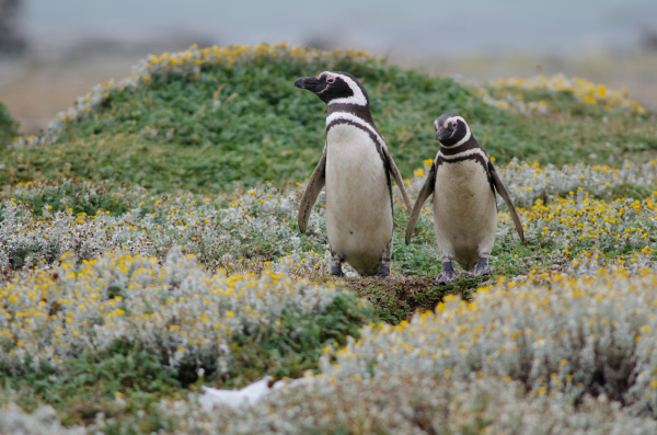 magellanic penguins spheniscus magellanicus in the