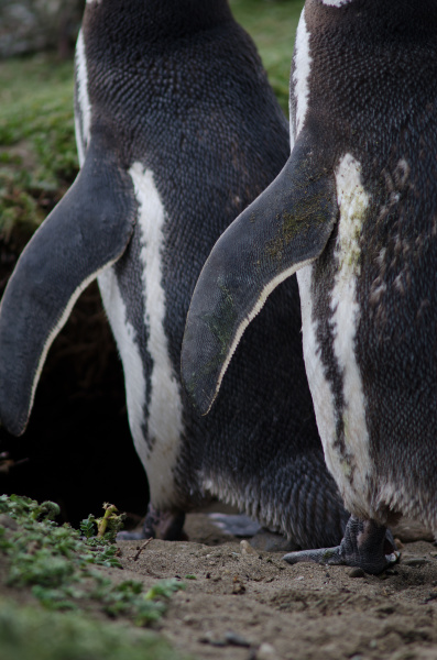 magellanic penguin in the otway sound
