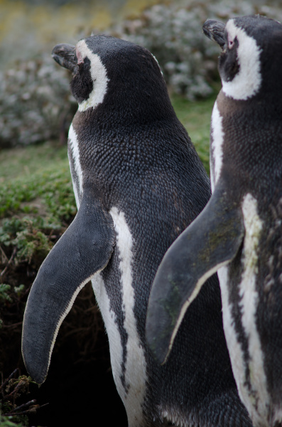 magellanic penguins in the otway sound
