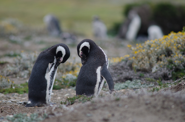 magellanic penguins spheniscus magellanicus preening in