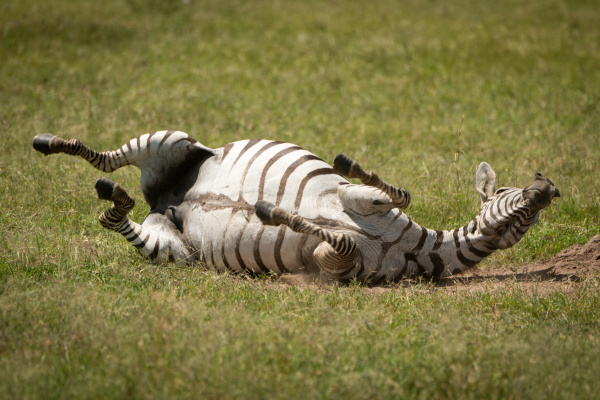 plains zebra enjoys dust bath on