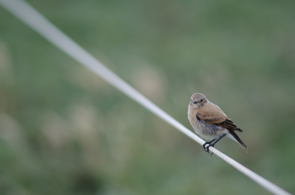 bird perched on rope in the