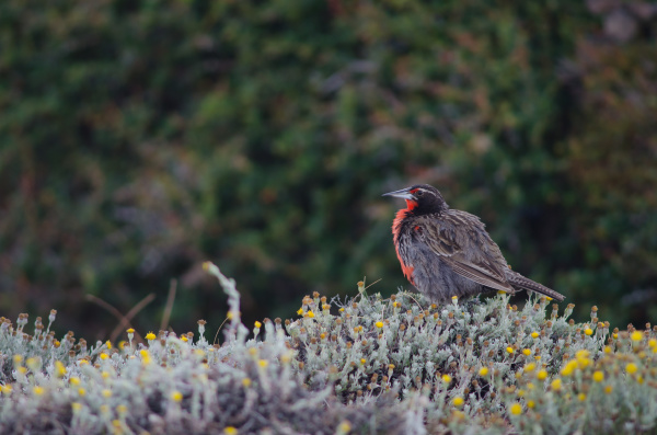 long tailed meadowlark leistes loyca on