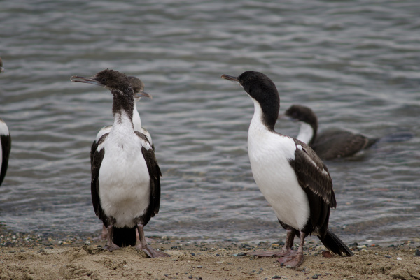 imperial shags in the coast of