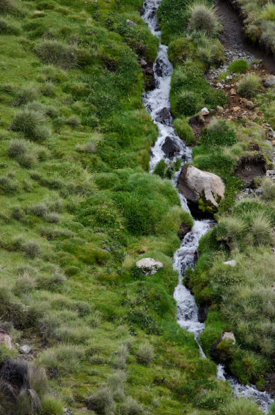 stream in a green meadow in