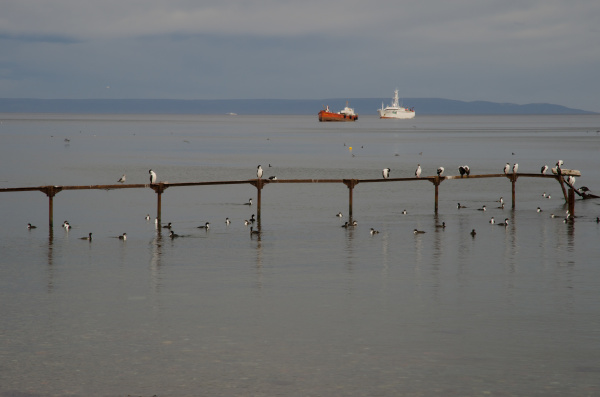 jetty with imperial shags and ships