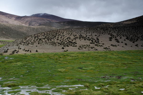 meadow and hill in lauca national