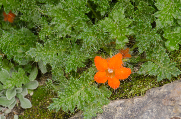 plant caiophora rosulata in flower in