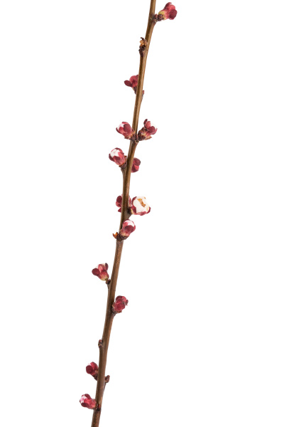 apricot tree branch with unblown flower