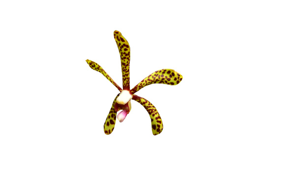 Media-id 28278380