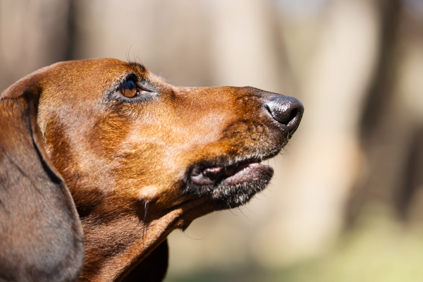 muzzle, hunting, dog, breed, dachshund - 28278780