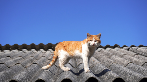 old, stray, cat, on, a, roof - 28278355