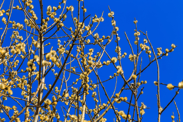 blooming yellow willow