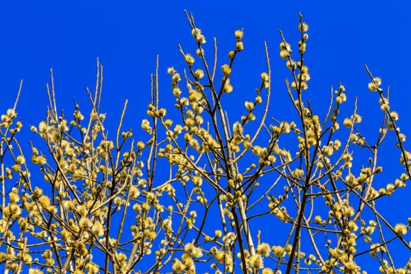 blooming, yellow, willow - 28279105