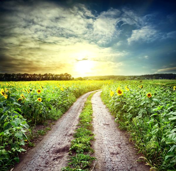 country, road, among, sunflowers - 28279625