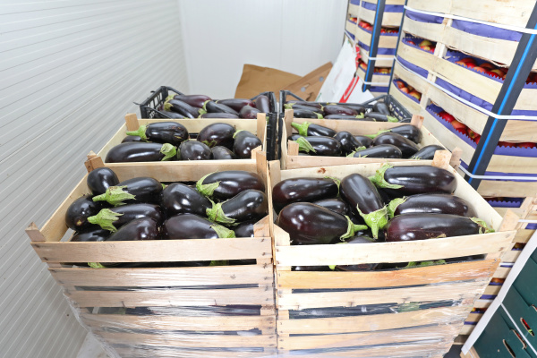 eggplants - 28279153