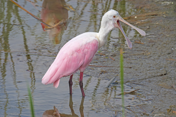roseate, spoonbill, showing, a, very, open - 28279939