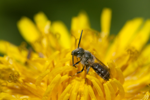 a, small, solitary, bee, in, a - 28280240